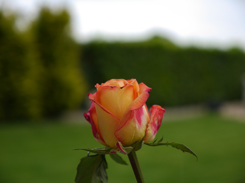 P1020590.jpg