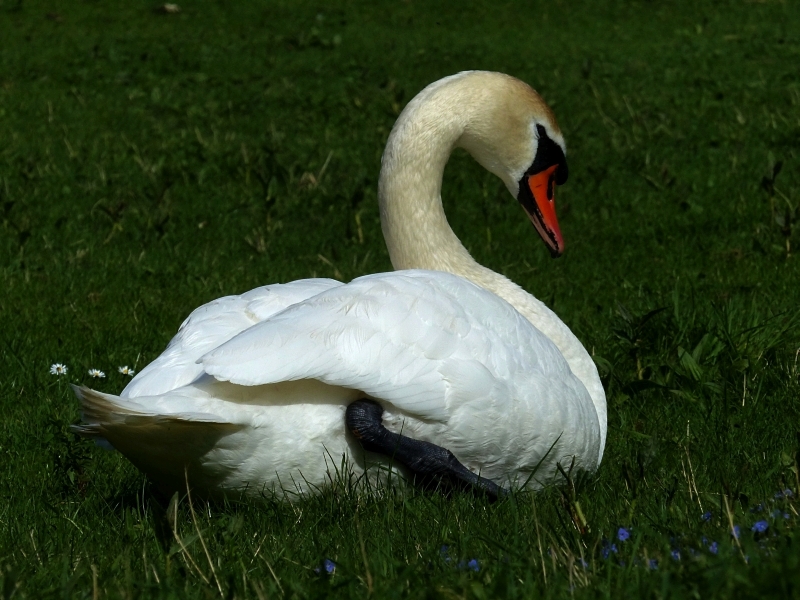 Schwan (2).JPG