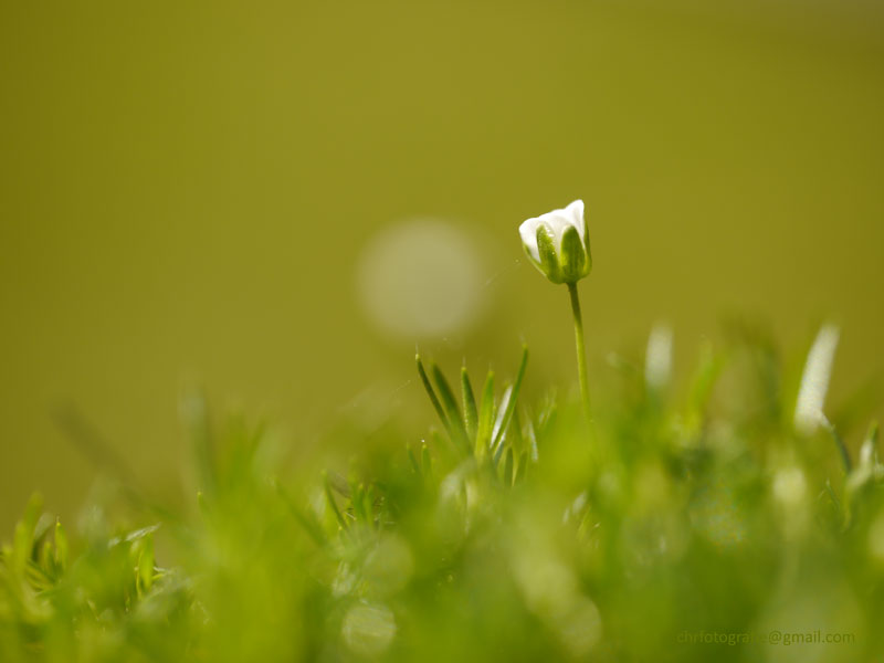 Gras2.jpg