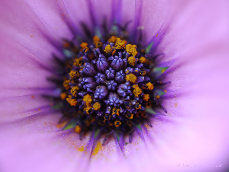 Blume_lila.jpg