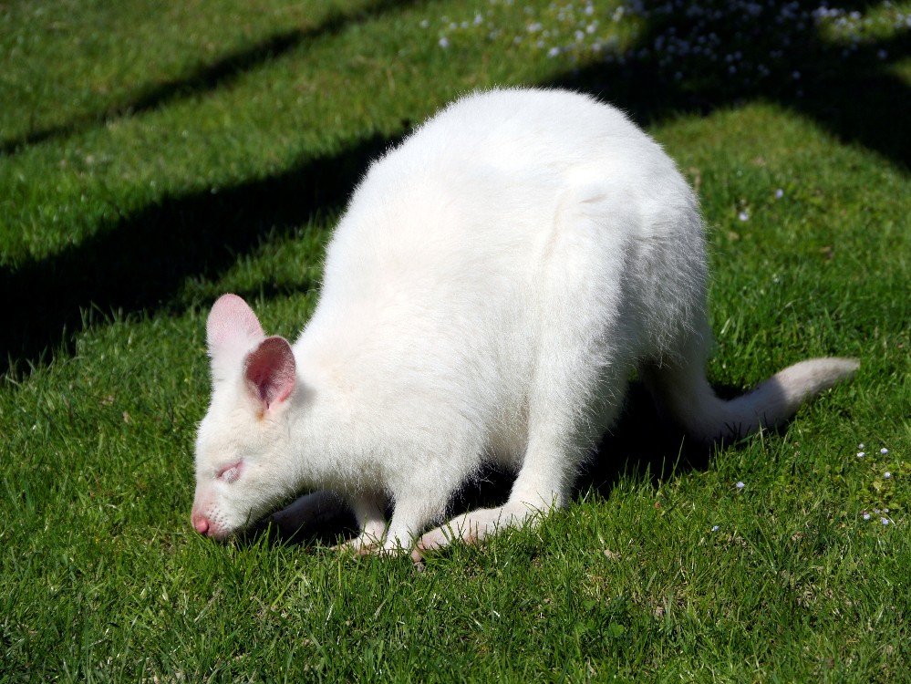 Albinos 999x750.jpg