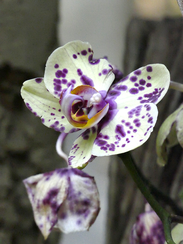 ISO 6400.jpg