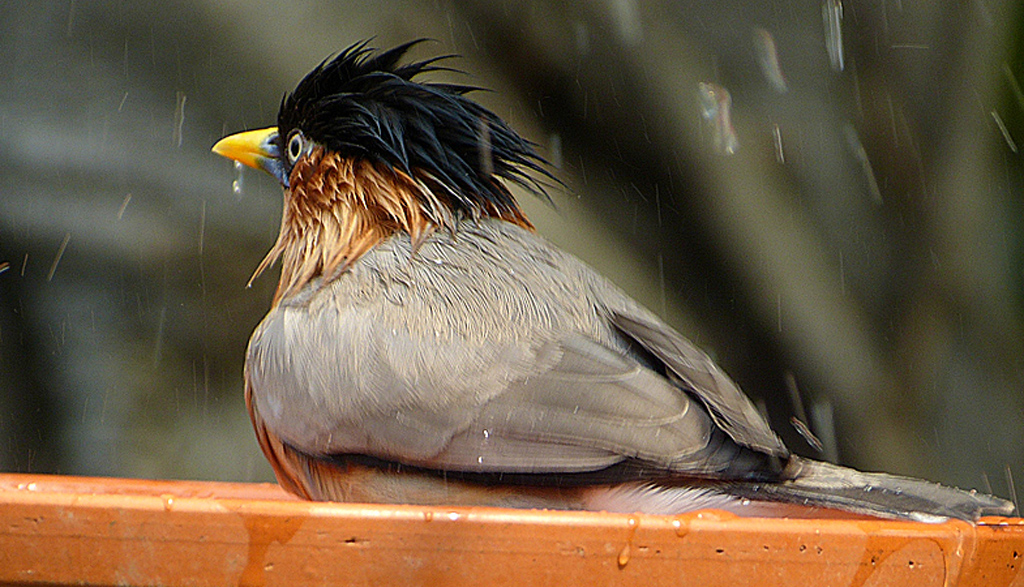 Pagodenstar beim  baden.jpg