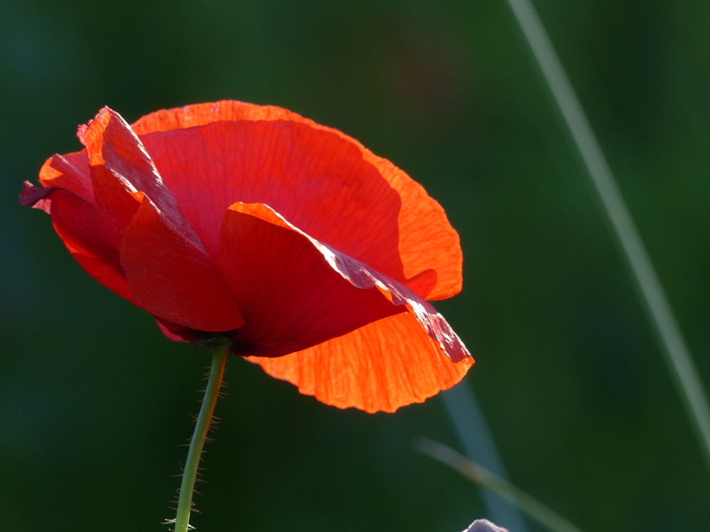 Mohn.jpg