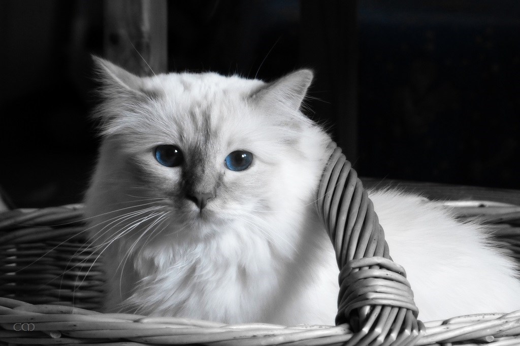 Black white and blue Tsuki.jpg
