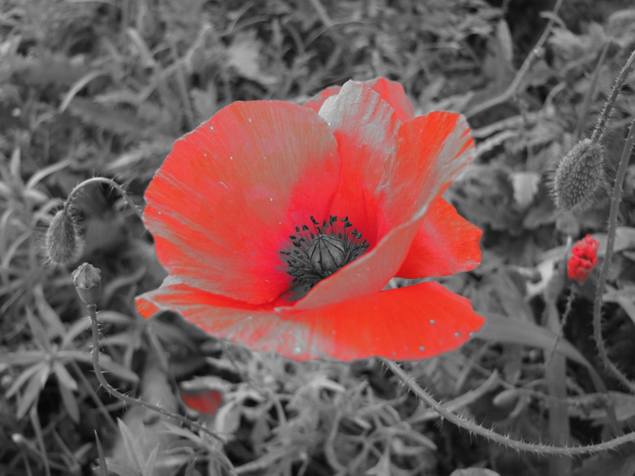 Mohn_metallisch2.jpg