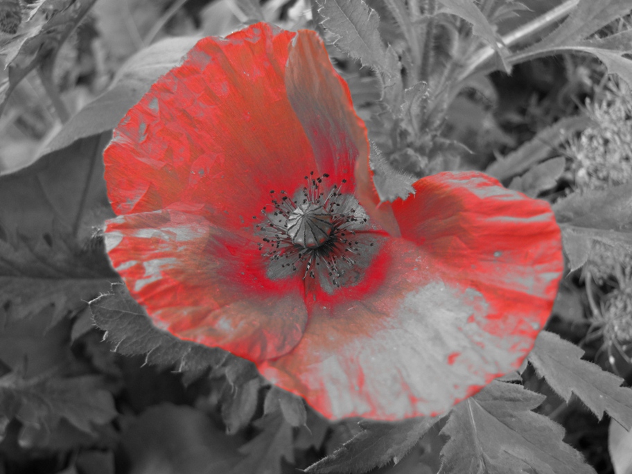 Mohn_metallisch.jpg