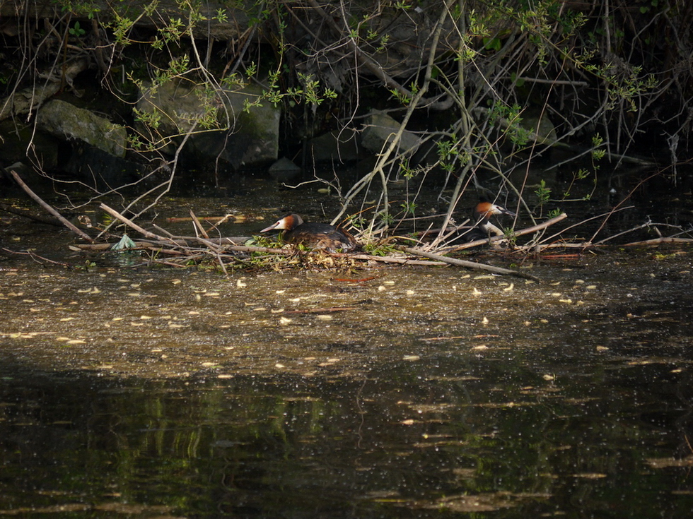 P1120166_kl..jpg