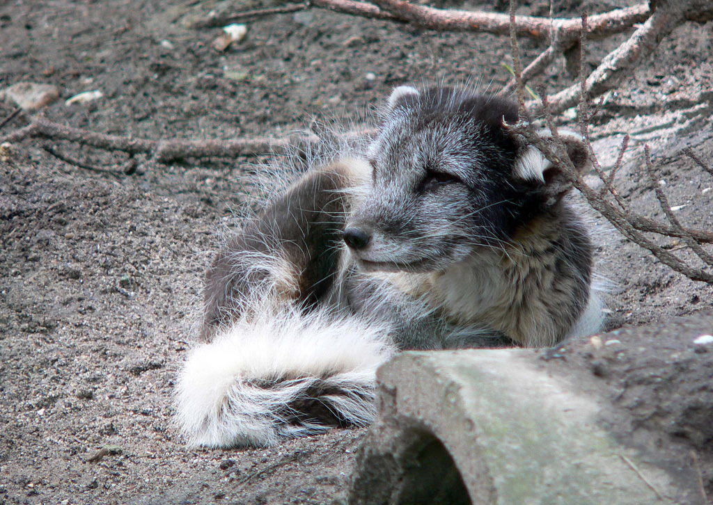 Polarfuchs im Zoo Duisburg.jpg