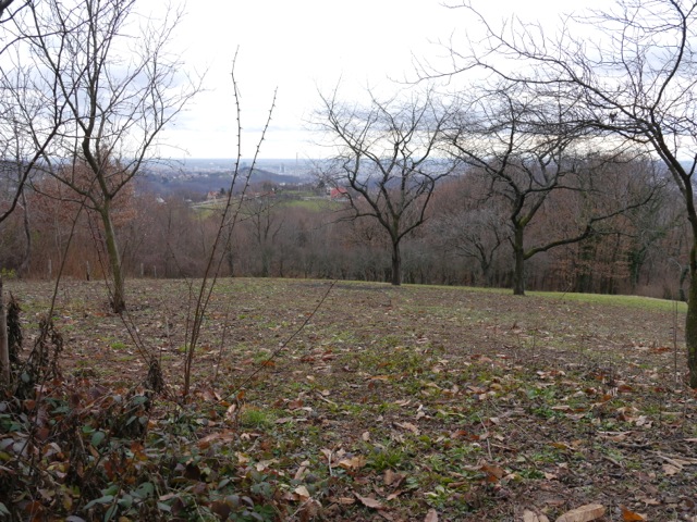 P1000775.jpg
