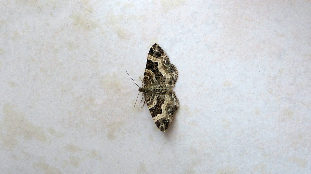 verkleinert-P1260300 FS.jpg