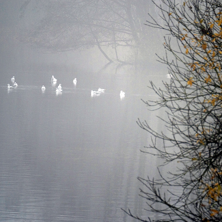 Möwen im Nebel.jpg