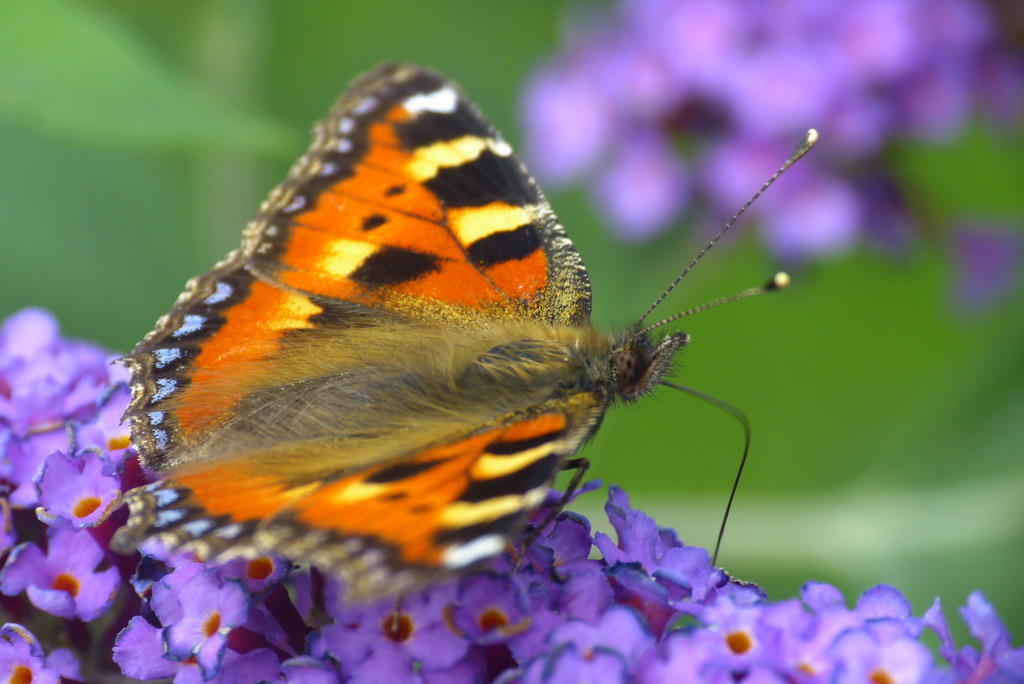 Schmetterling für Forum.jpg