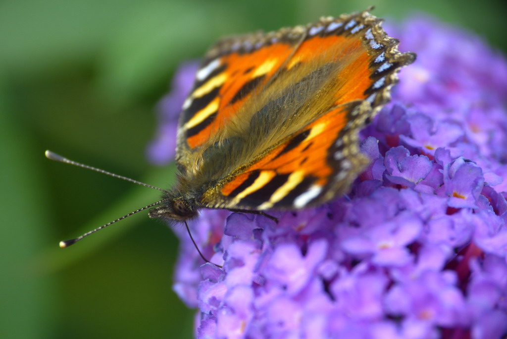 Schmetterling 2 für Forum.jpg
