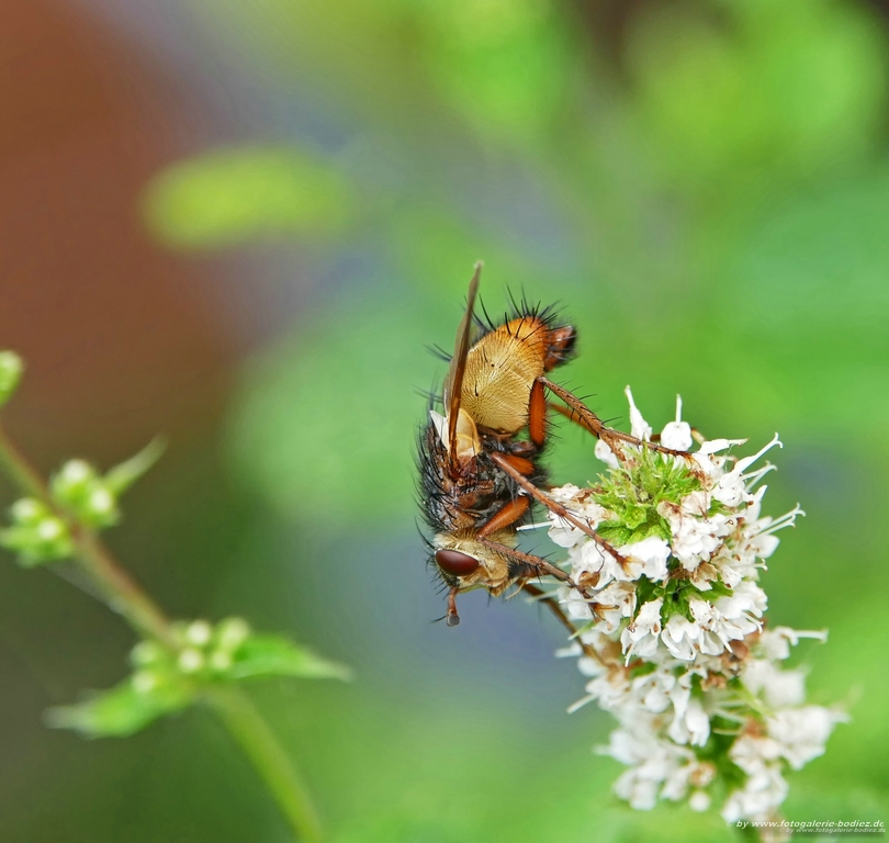 comp_comp_Schwebe Garten  106 5.8.jpg