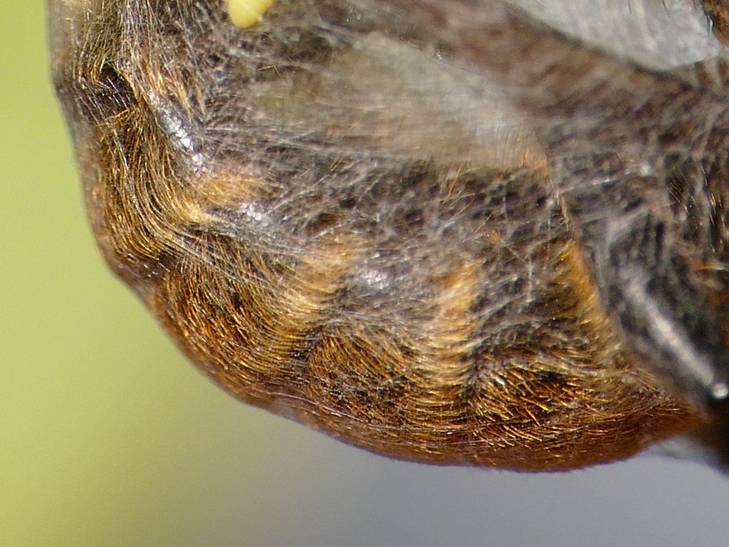 P1010877_3.jpg