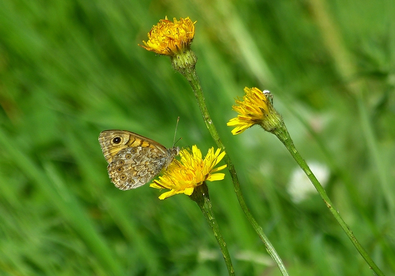 P1490842-Mauerfuchs.JPG