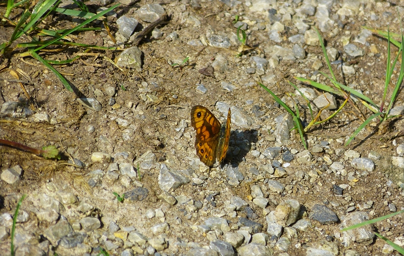 P1490834-Mauerfuchs.jpg