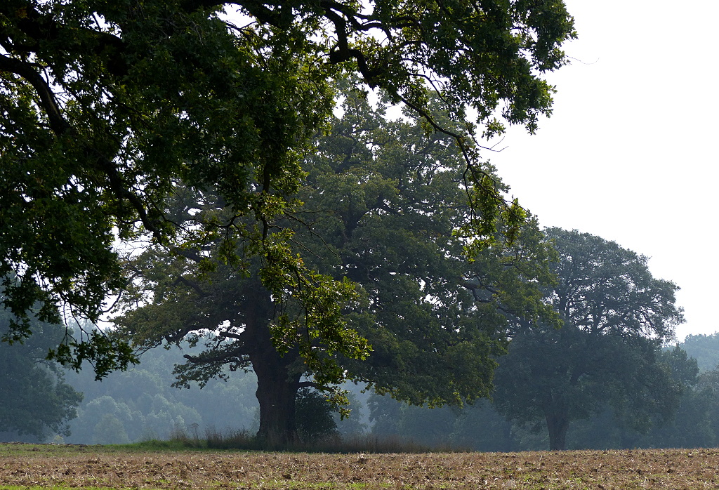 baum1.JPG