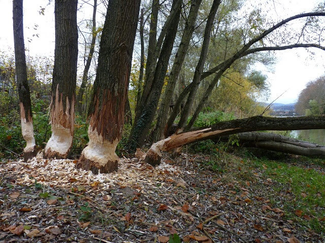 14102010368810.jpg