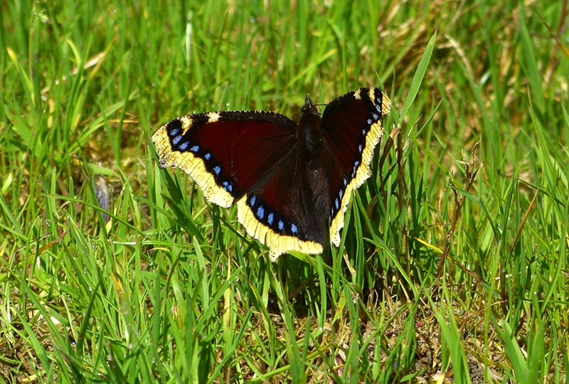 P1500584-1a.jpg
