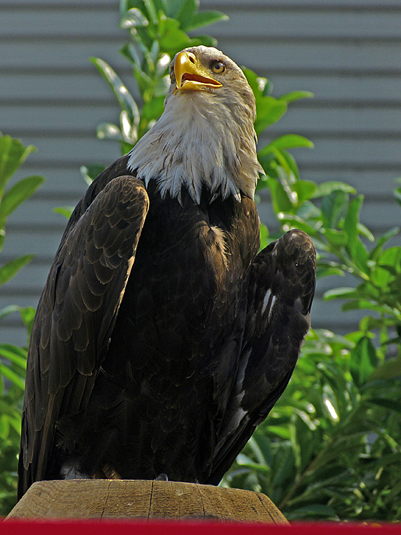 P1010044 Weißkopfseeadler (Haliaetus leucocephalus) Kopie2.jpg