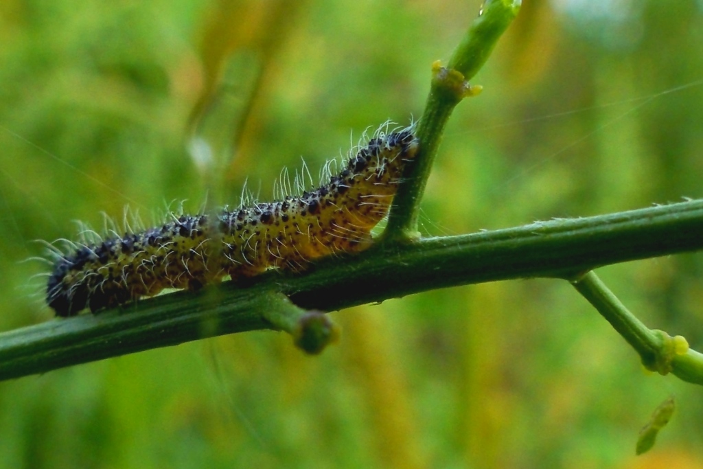 Raupe 8mm-verkleinert.jpg