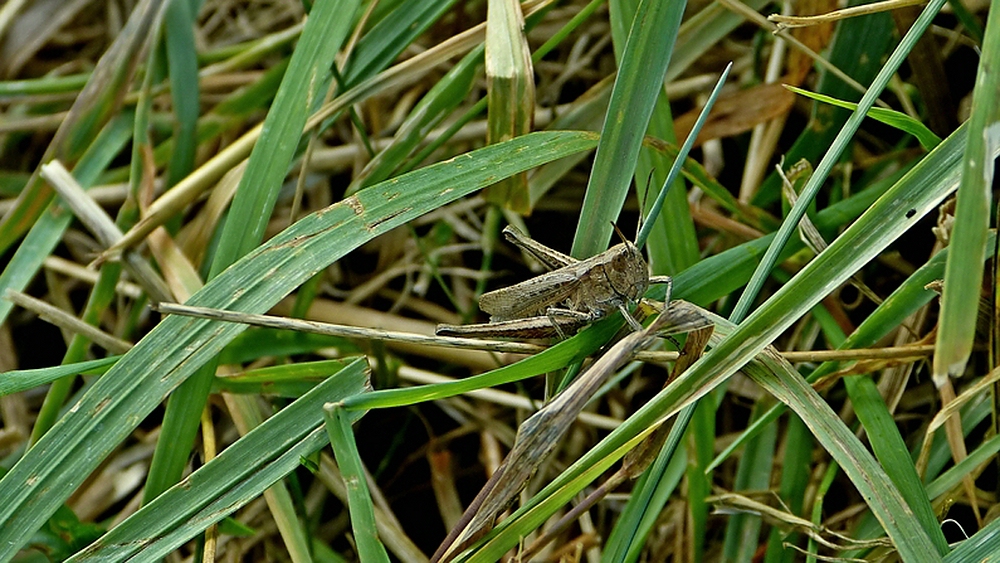 verkleinert-Grashüpfer PSE P1260729.jpg