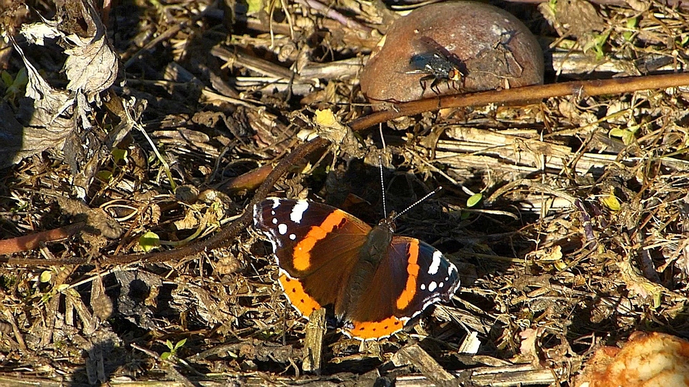 verkleinert-Schmetterling 09x.jpg