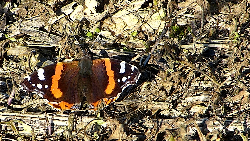 verkleinert-P1270369 x.jpg
