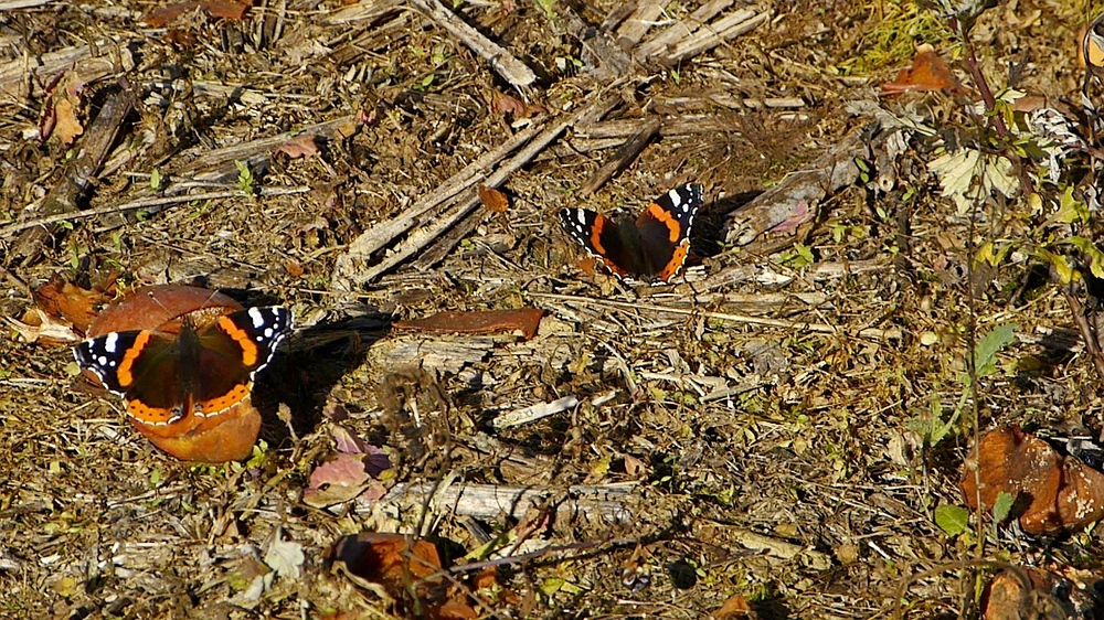 verkleinert-Schmetterling 07x.jpg