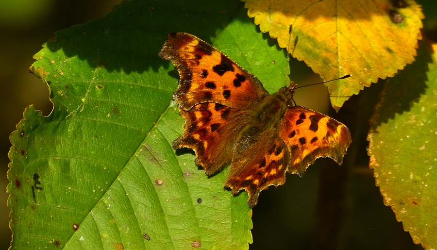 P1520442 C-Falter--.JPG