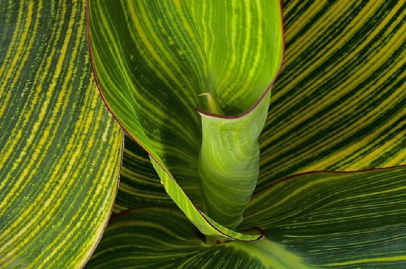 Canna_2_1.JPG