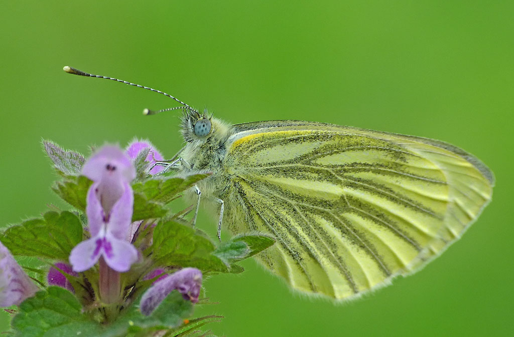 Schmetterling im April (2).jpg