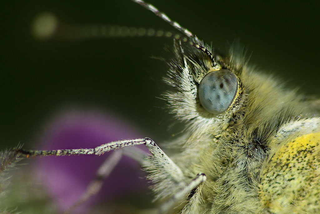 Schmetterling - Auge.jpg