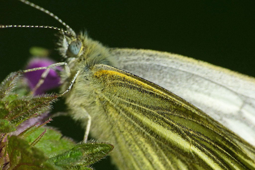 Schmetterling Flügel.jpg