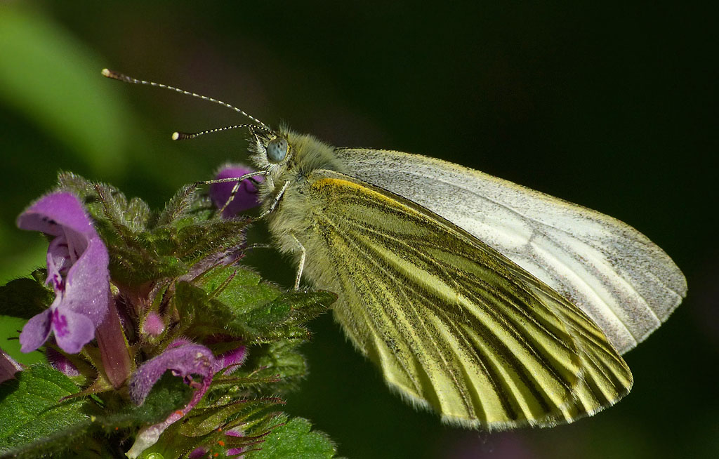Schmetterling im April - Flügel.jpg