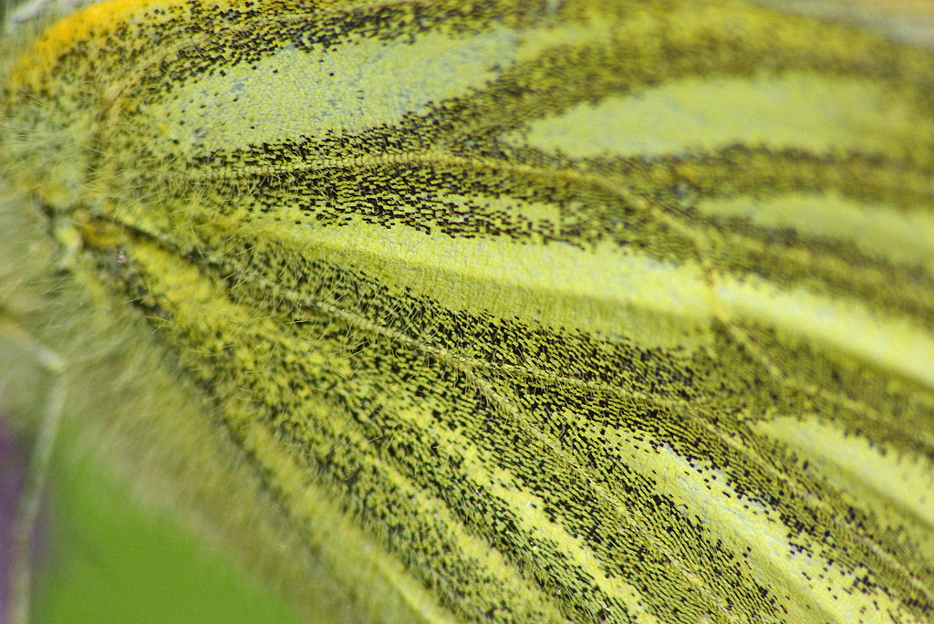 Schmetterling im April - ganz nah.jpg
