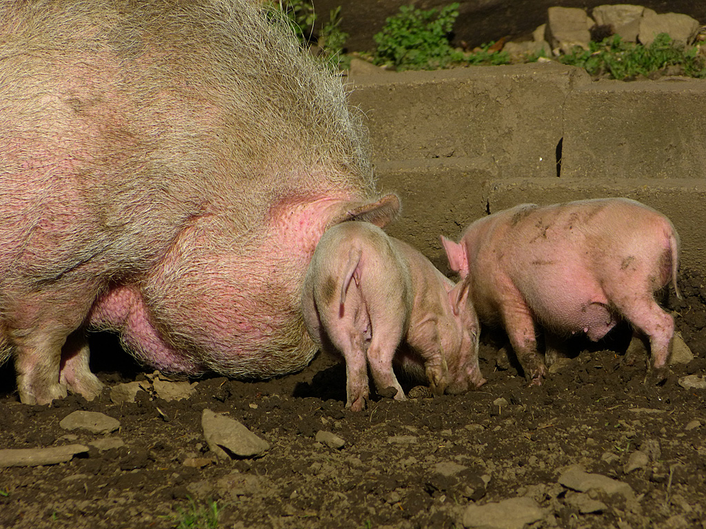 Hängebauch-Babys in Hellenthal.jpg