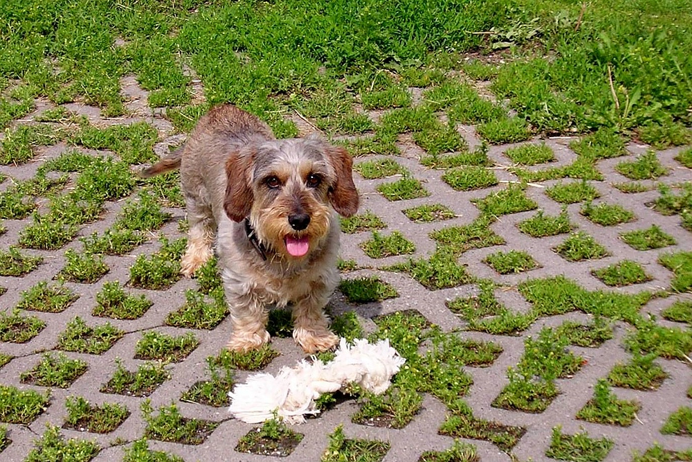 verkleinert-Carlos DSCN2680.jpg