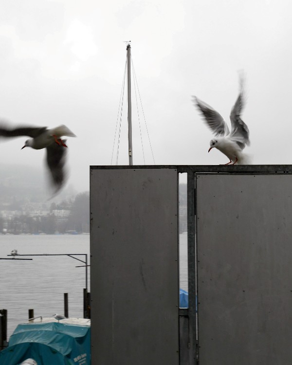 P1000081 600x750.jpg