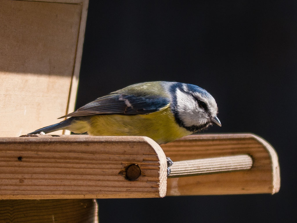 blaumeise6.jpg