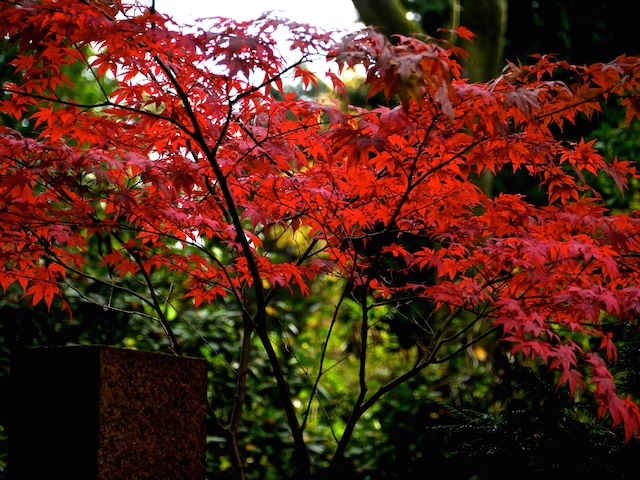 P1210935.JPG