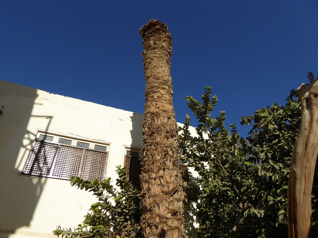 comp_Palme.jpg