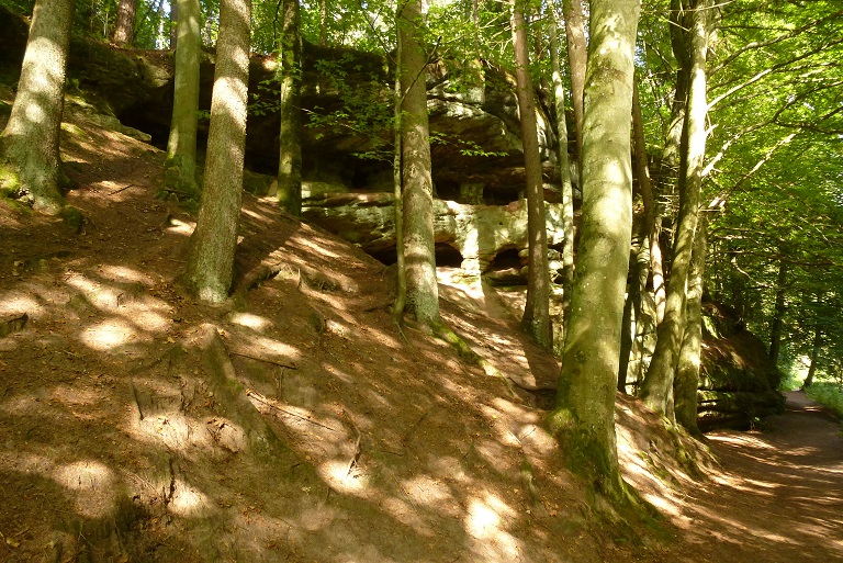 P1190603 Bäume Licht und Schatten Schwarzachtal bei Feucht.JPG