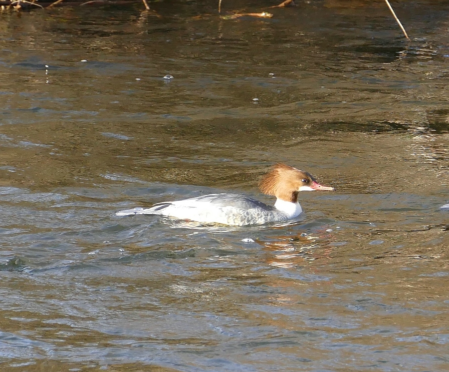 comp_Gänsesäger Weibchen1spaß.jpg