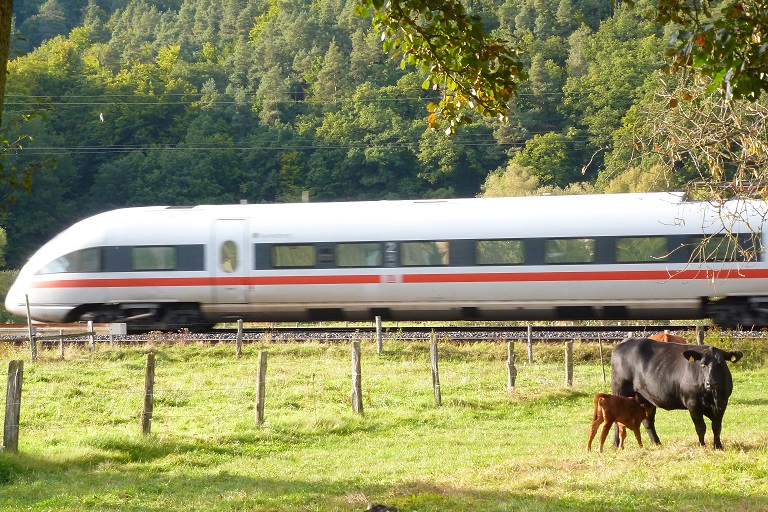 P1110017 ICE und Anguskuh mit Kalb.JPG