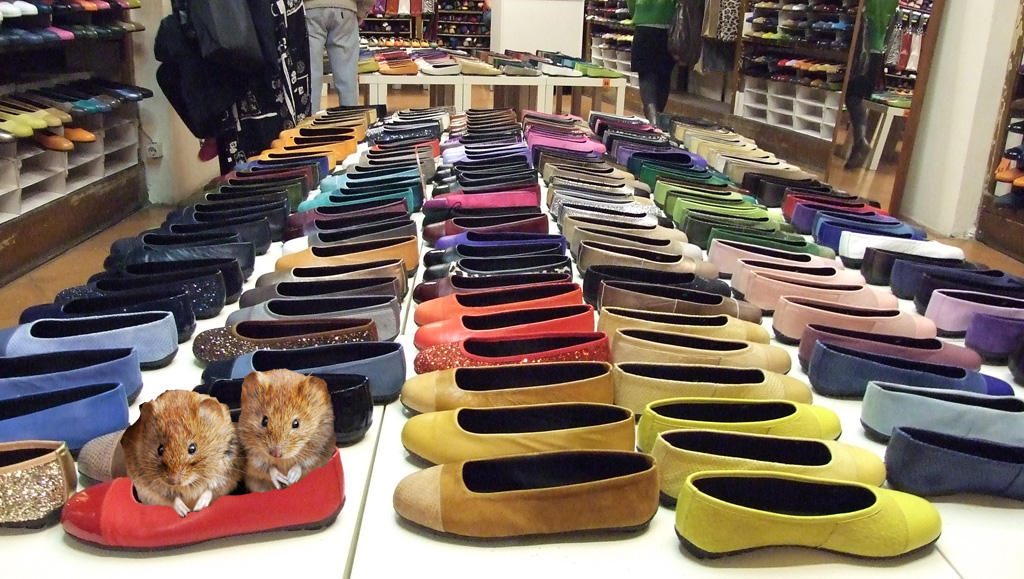 schuh.jpg