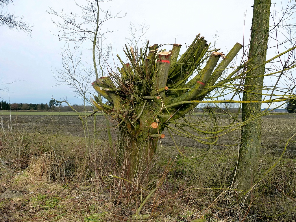 comp_Natur Baumschnitt(7).jpg