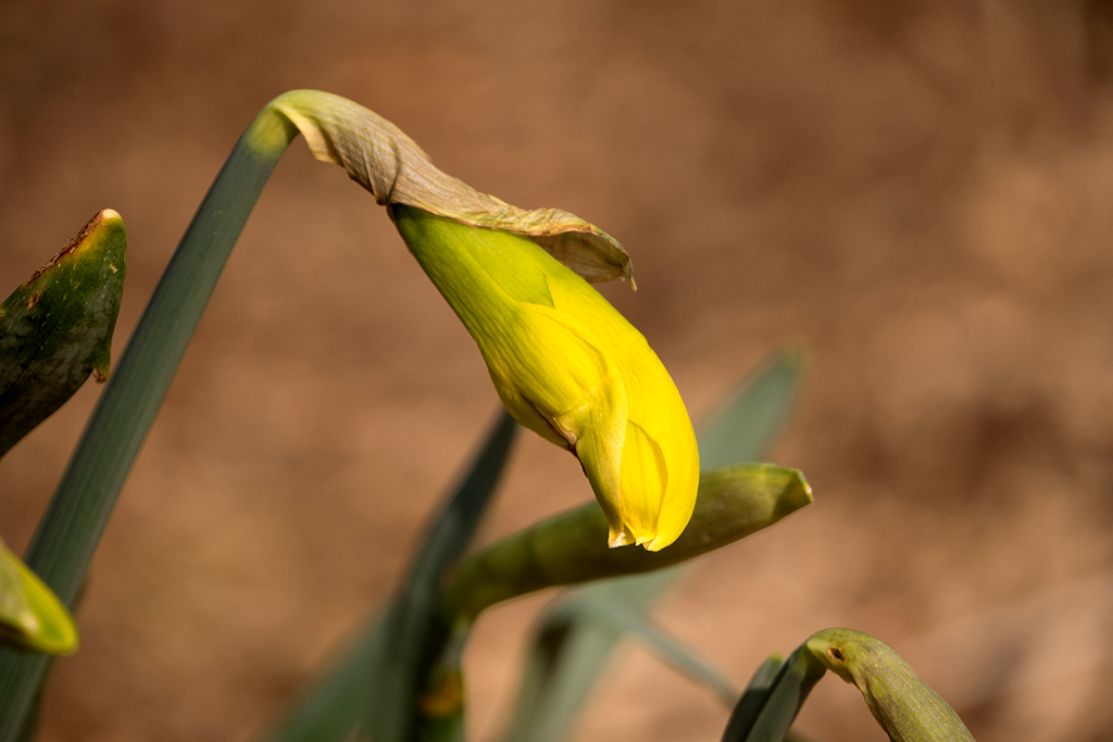 Narzissen-Blüte.jpg